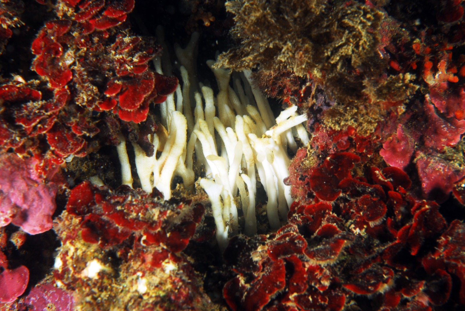 Foto spugna Oceonapia isodyctiformis 